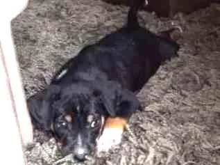 Cachorro ra a Viralata idade Abaixo de 2 meses nome Filhote