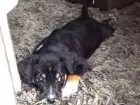 Cachorro raça Viralata idade Abaixo de 2 meses nome Filhote