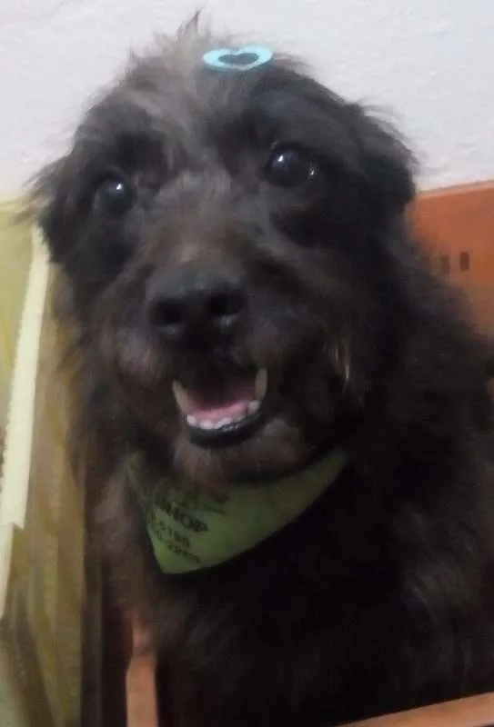 Cachorro ra a SRD idade 6 ou mais anos nome JADE