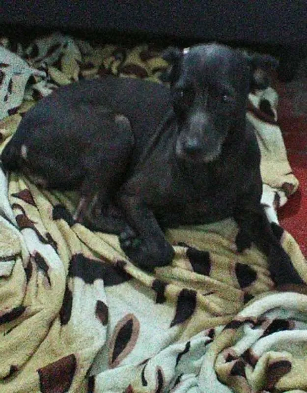 Cachorro ra a SRD idade 6 ou mais anos nome JADE