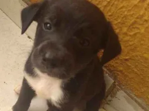 Cachorro raça Vira lata idade Abaixo de 2 meses nome Lili