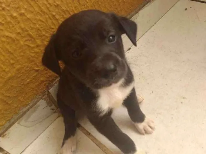 Cachorro ra a Vira lata idade Abaixo de 2 meses nome Lili