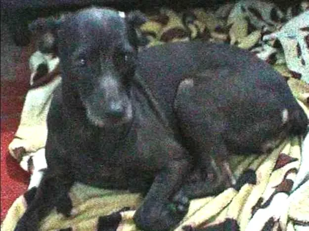 Cachorro ra a SRD idade 6 ou mais anos nome JADE