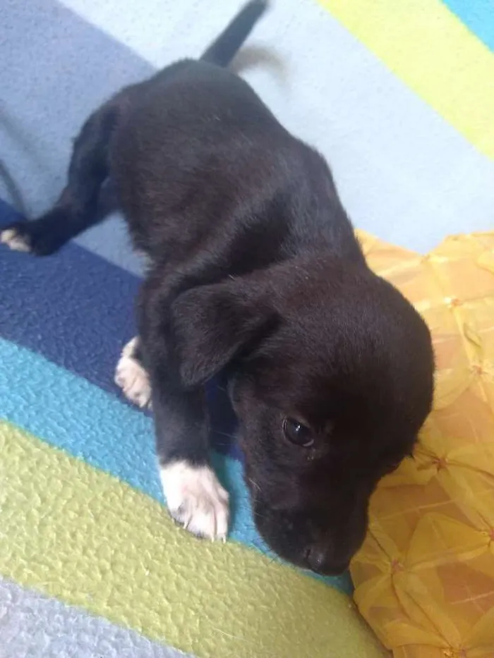 Cachorro ra a Vira lata idade Abaixo de 2 meses nome Mel