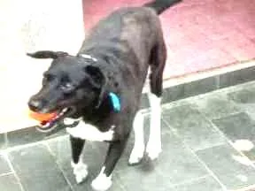Cachorro raça viralata idade 3 anos nome Petit
