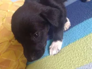 Cachorro raça Vira lata idade Abaixo de 2 meses nome Mel