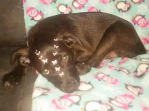 Cachorro raça Srd idade 2 a 6 meses nome Amy filhote  
