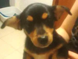 Cachorro raça não sei idade 2 a 6 meses nome Tonho