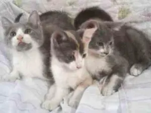 Gato raça Simples idade 2 a 6 meses nome Gato