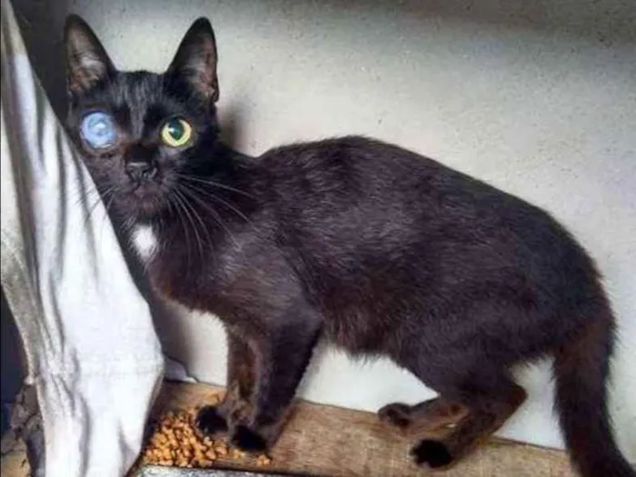 Gato ra a  idade 2 anos nome Pretinha 