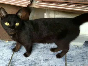 Gato raça  idade 2 anos nome Trio 