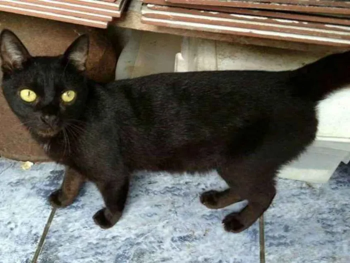 Gato ra a  idade 2 anos nome Trio 