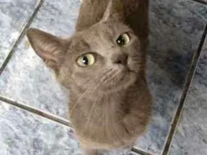Gato raça  idade 2 anos nome Cinza