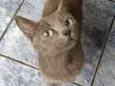 Cinza