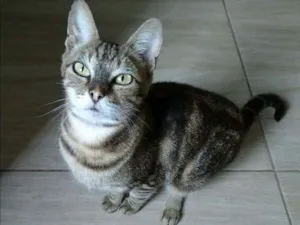 Gato raça  idade 6 ou mais anos nome Suzy