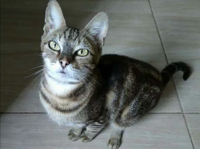 Gato ra a  idade 6 ou mais anos nome Suzy