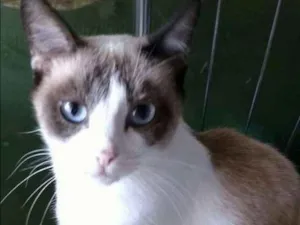Gato raça  idade 1 ano nome Tita
