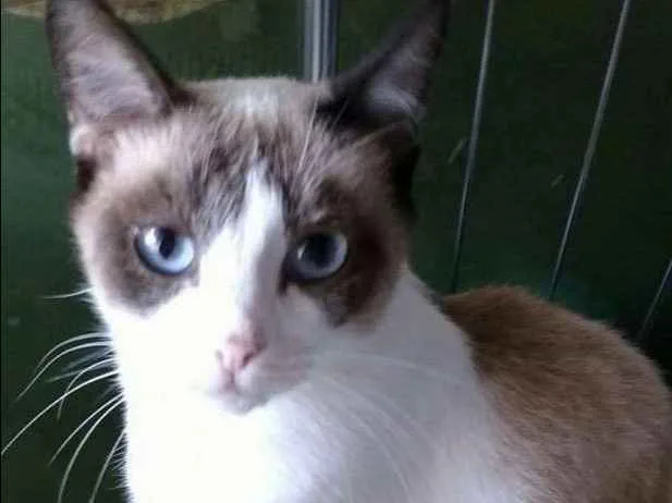 Gato ra a  idade 1 ano nome Tita
