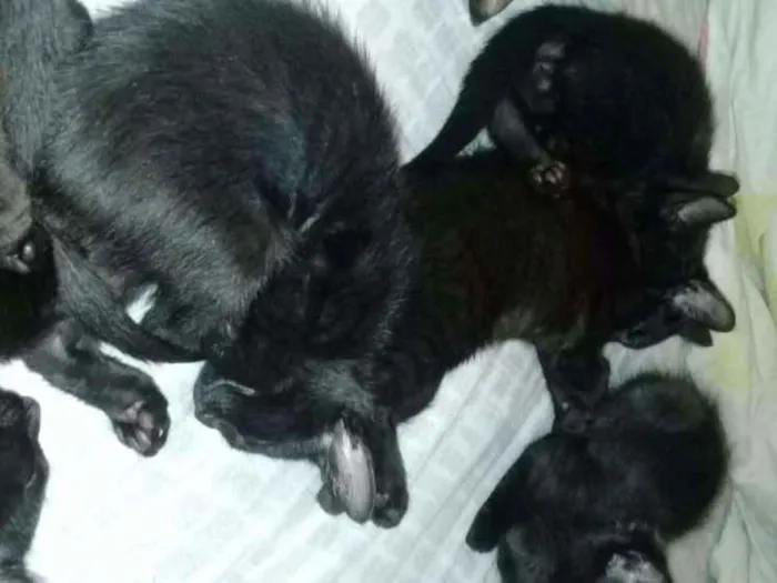 Gato ra a Não sei idade 2 a 6 meses nome Sem nome
