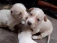 Filhotes 