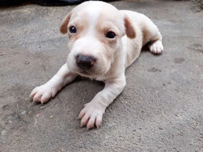 Cachorro raça Pinscher misturado idade Abaixo de 2 meses nome Filhotes 