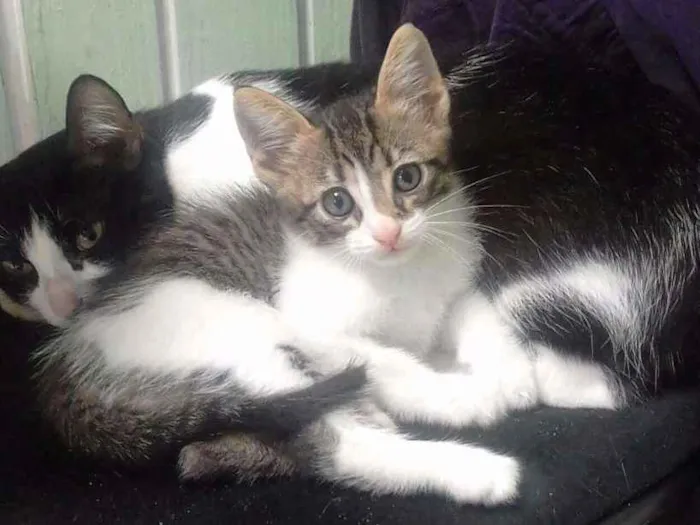 Gato ra a SRD idade Abaixo de 2 meses nome Tigrinho