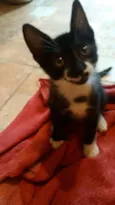FRIDA