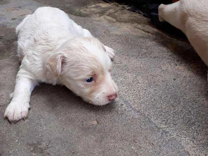 Cachorro raça Pinscher misturado idade Abaixo de 2 meses nome Filhotes 