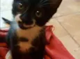 FRIDA