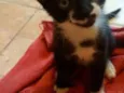 FRIDA