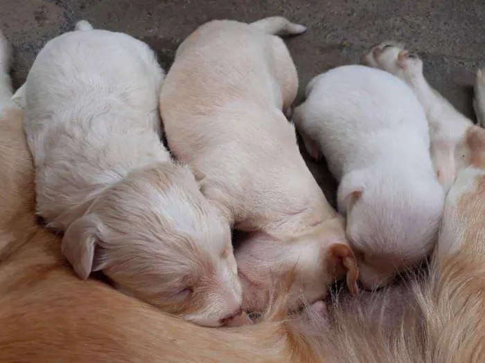 Cachorro raça Pinscher misturado idade Abaixo de 2 meses nome Filhotes 