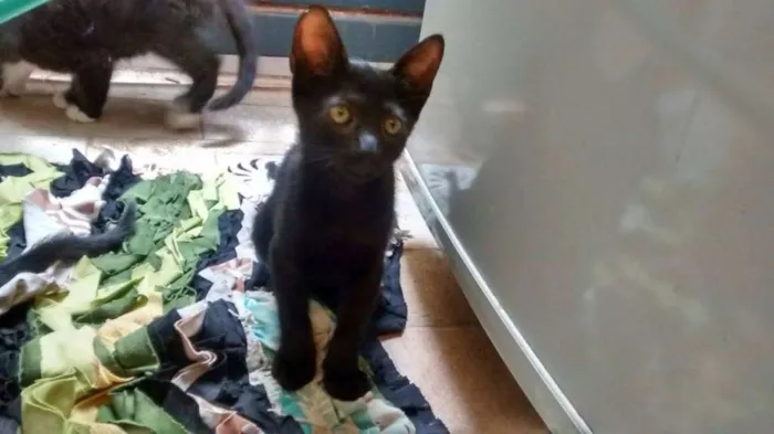 Gato ra a  idade 2 a 6 meses nome MELLITA
