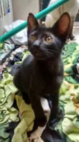 MELLITA