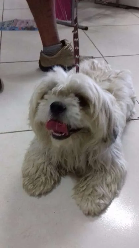 Cachorro ra a mistura de raça idade 1 ano nome Reiki