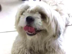 Cachorro raça mistura de raça idade 1 ano nome Reiki
