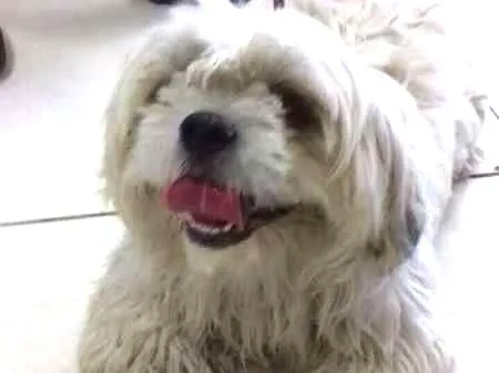 Cachorro ra a mistura de raça idade 1 ano nome Reiki