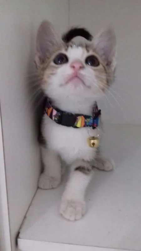 Gato ra a SRD idade 2 a 6 meses nome Penelope