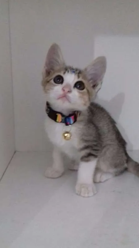 Gato ra a SRD idade 2 a 6 meses nome Penelope