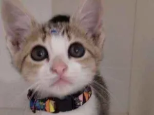 Gato raça SRD idade 2 a 6 meses nome Penelope