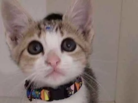 Gato ra a SRD idade 2 a 6 meses nome Penelope