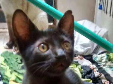 Gato ra a  idade 2 a 6 meses nome MELLITA