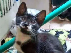Gato raça  idade 2 a 6 meses nome FRIDA