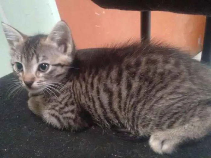 Gato ra a SRD idade Abaixo de 2 meses nome Tigrinha