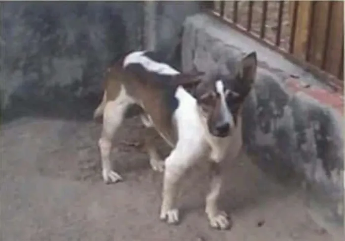 Cachorro ra a SRD idade 7 a 11 meses nome Romário