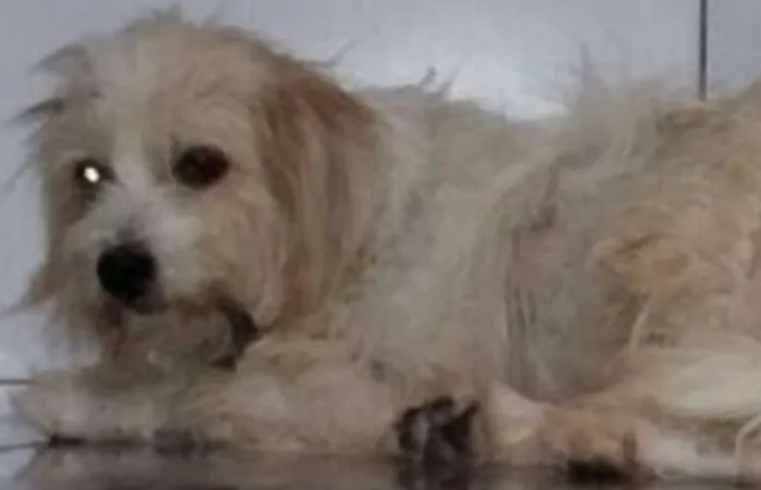 Cachorro ra a SRD idade 7 a 11 meses nome Lulu