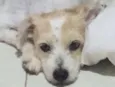 Lulu