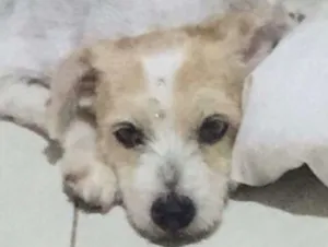 Cachorro raça SRD idade 7 a 11 meses nome Lulu