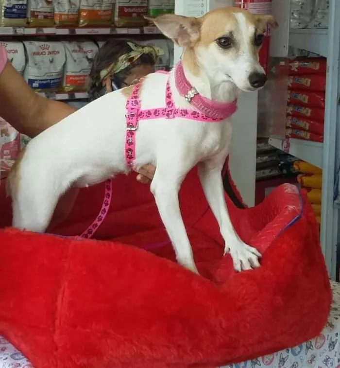 Cachorro ra a SRD idade 1 ano nome Malu