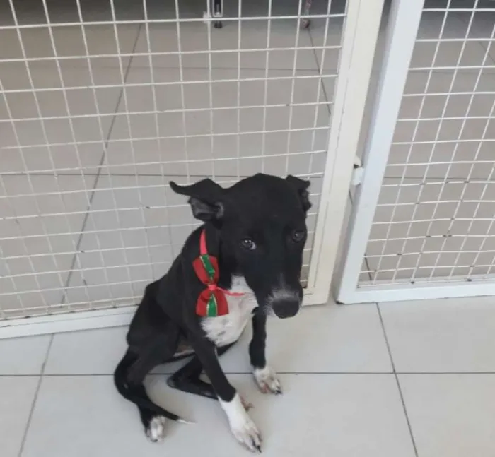 Cachorro ra a SRD idade 2 a 6 meses nome Rihanna