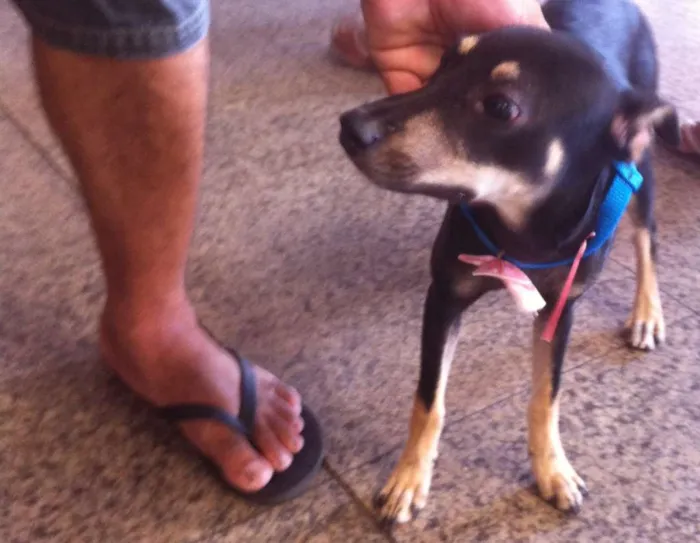 Cachorro ra a SRD idade 2 a 6 meses nome Tetê